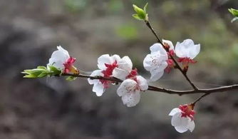 和杏花有关的诗句,和杏花有关的诗句有哪些,和杏花有关的诗句古诗