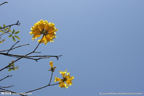 有关写黄花风铃的诗句