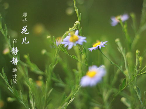 野花,诗句,无闻