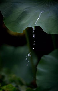 有关夏雨滂沱的诗句