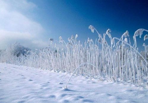 有关深夜描写雪诗句