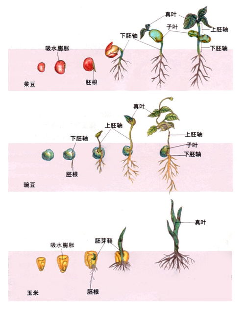 有关种子萌发的诗句