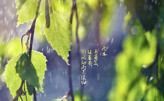 有关花的诗句带雨字