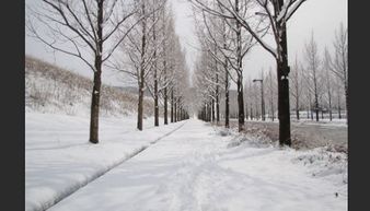 写与雪景有关的诗句