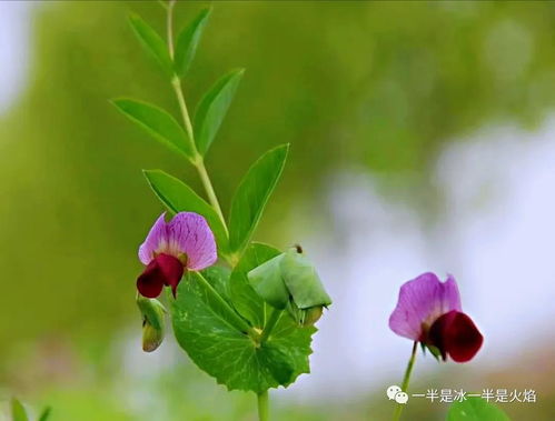 和四季雨有关的诗句