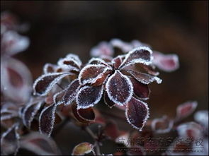 节气,诗句