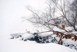 雪天,诗句,飞鸟