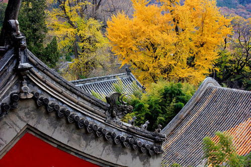 诗句,潭柘寺