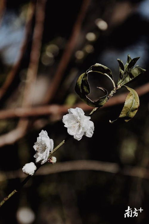 桃树,诗句,桃花