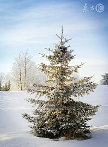 有关青松雪峰的诗句