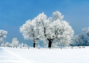 关于雪后的诗句,雪后儿童戏雪的诗句,关于雪后的优美诗句