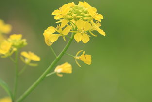 重阳节有关秋兰和黄菊诗句