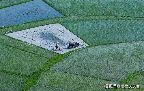 有关五月下雨的诗句