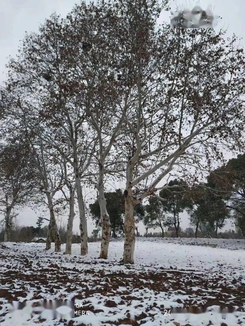 雪落下的声音有关诗句