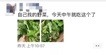 野菜,诗句,清明节