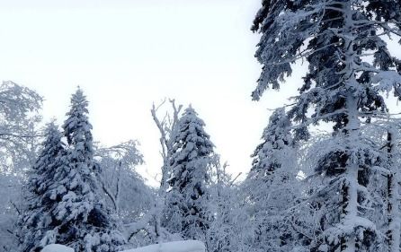 月与雪有关的诗句