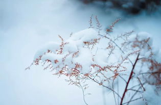 有关冬或雪的诗句