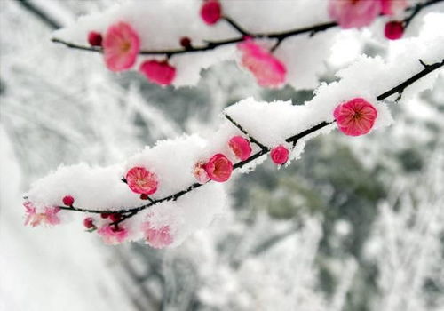 有没有关于梅花雪的诗句,描写梅花和雪的诗句有哪些,关于梅花和雪的诗句