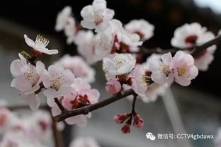 小学四级跟杏花有关的诗句