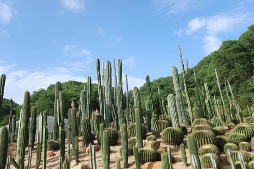 深圳仙湖植物园有关诗句