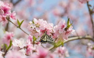 桃树,诗句,桃花