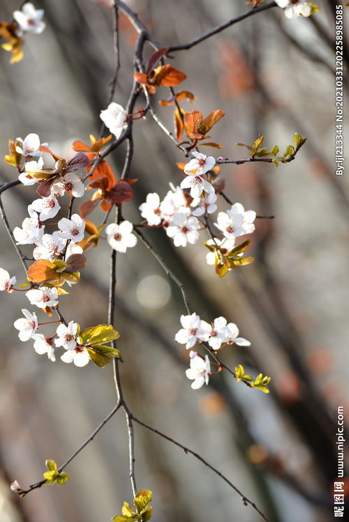 有关紫叶李花的诗句