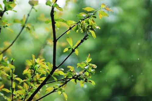 降雨,诗句,季节