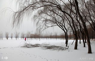 诗句,雪中