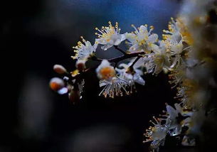 有关雨中的花的诗句