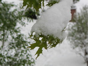 飞雪,诗句