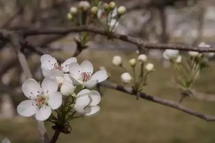 关于四月梨花的诗句,赞美四月梨花的诗句,三月四月梨花开诗句