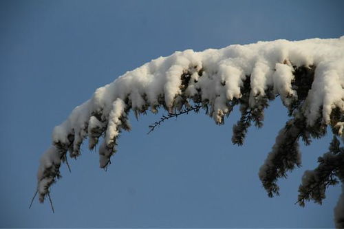 写雪景有关感情的诗句