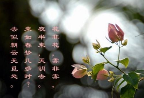 诗句,诗带花字