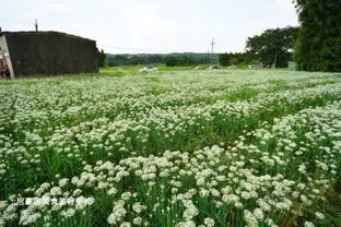 有关韮菜花的诗句