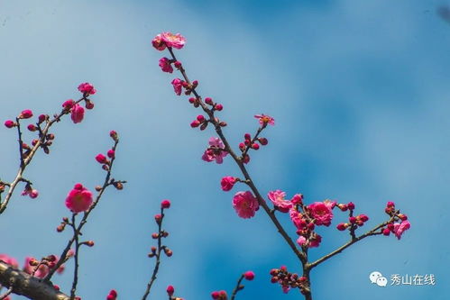 与花和春有关的诗句