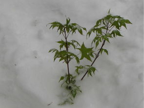 有关4月飞雪的诗句