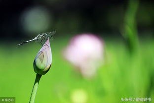 诗句,蜻蜓