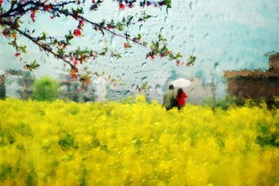 与西湖雨有关的诗句