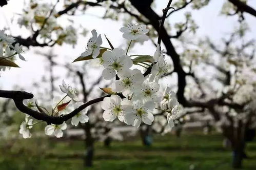 梨花,诗句