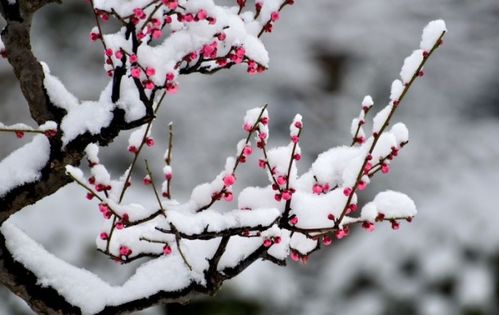 哪些诗句与雪有关的诗句有哪些