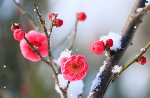 有关雪和花的诗句