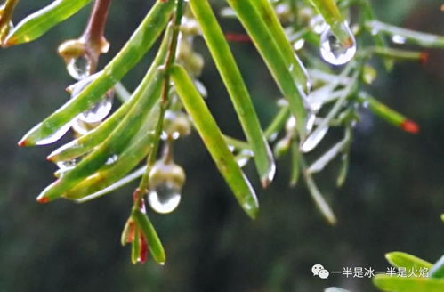 和春天的雨有关的诗句