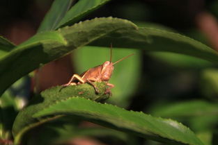 昆虫记自己写有关昆虫的诗句