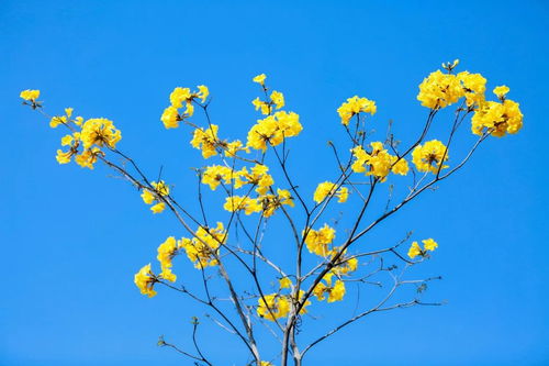 赞黄花风铃木诗句,形容黄花风铃木的诗句,黄花风铃木的浪漫诗句