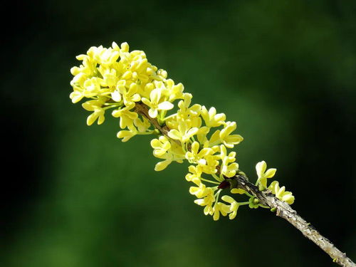 有关桂花的花名诗句