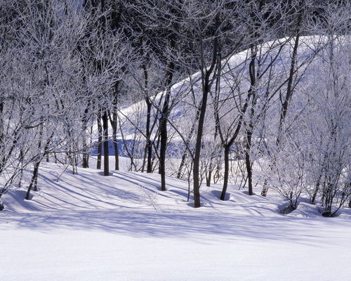 雪景,诗句,冬季