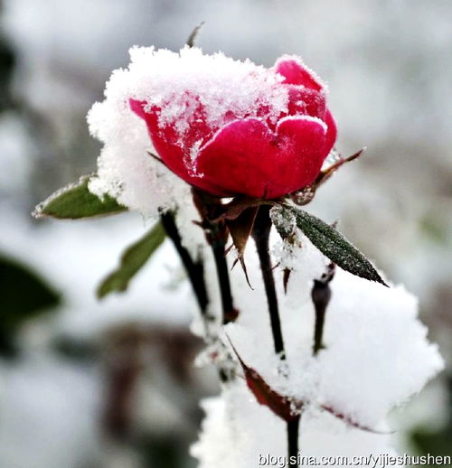 有关雪花鲜花和心情诗句