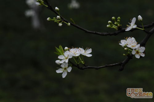 有关李花和美人的诗句