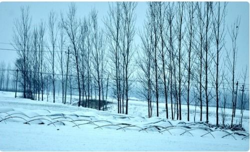 和雪有关的诗句,冬季写雪的诗句,冬季带雪的诗句