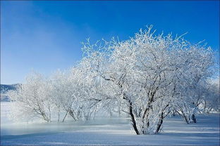 有关雪日出的诗句